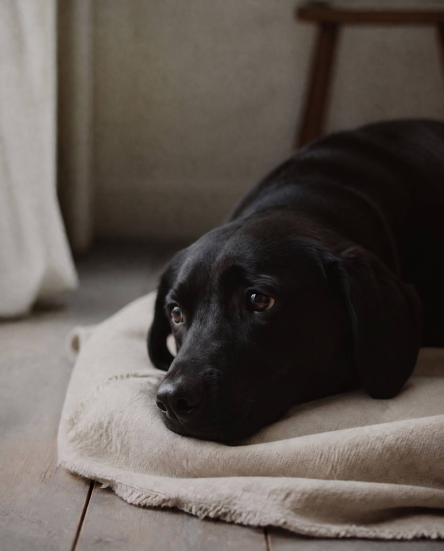 Älterer schwarzer Hund liegt entspannt auf einem Kissen
