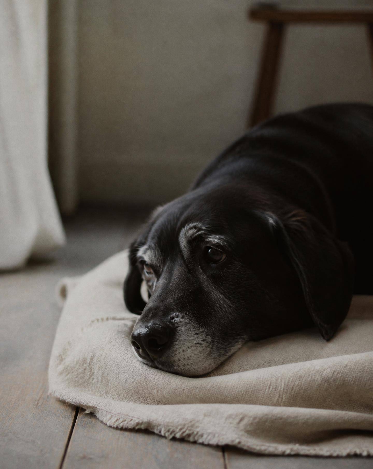 Älterer schwarzer Hund liegt entspannt auf einem Kissen